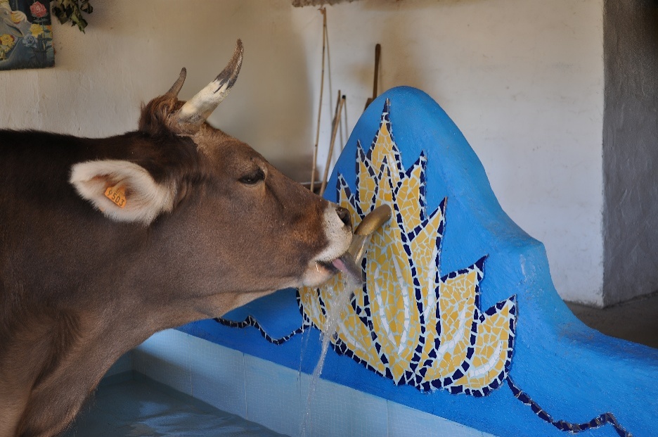 A cow drinking water from a wall
AI-generated content may be incorrect.