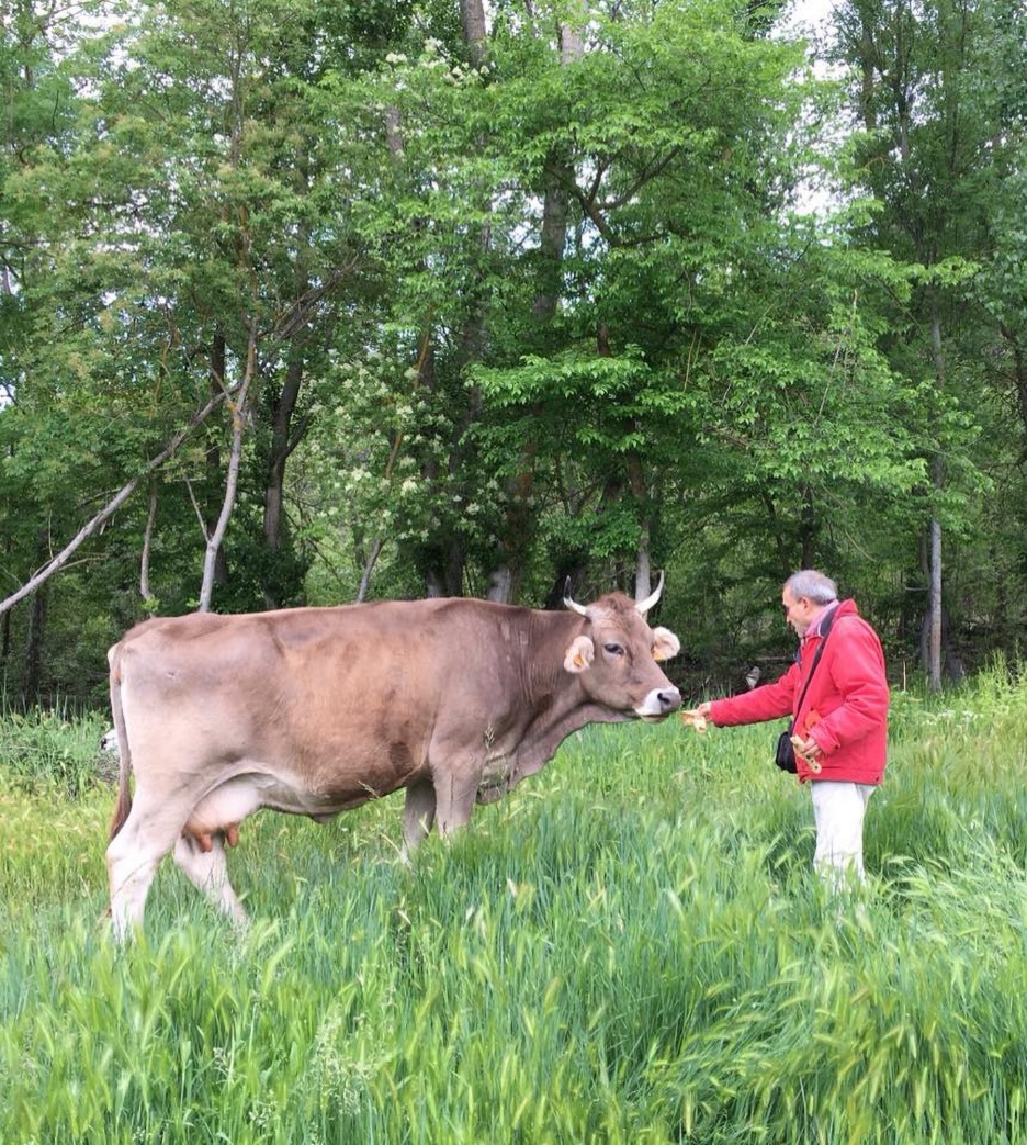 A person touching a cow's head
AI-generated content may be incorrect.