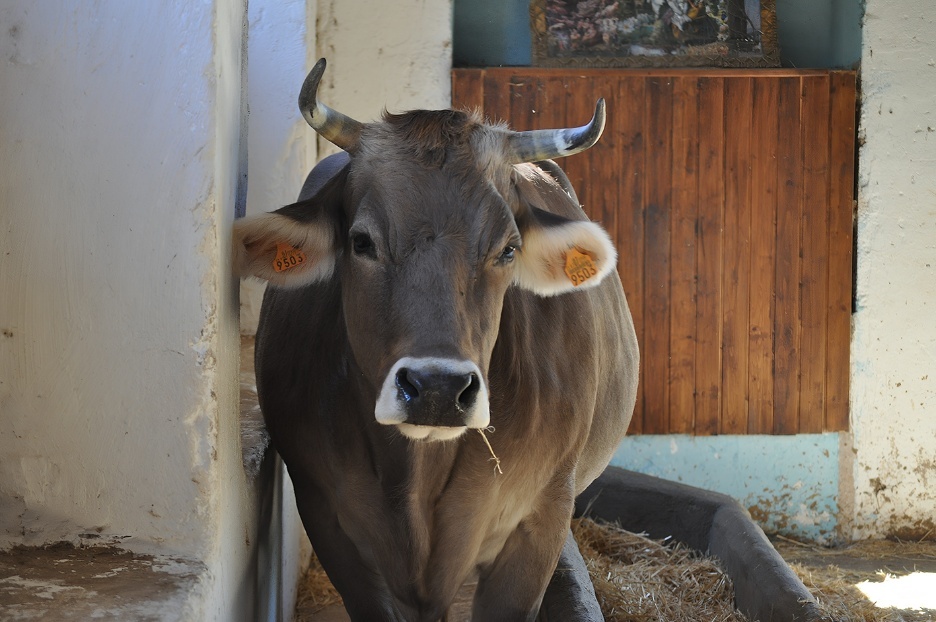 A cow with horns and ears in a barn
AI-generated content may be incorrect.