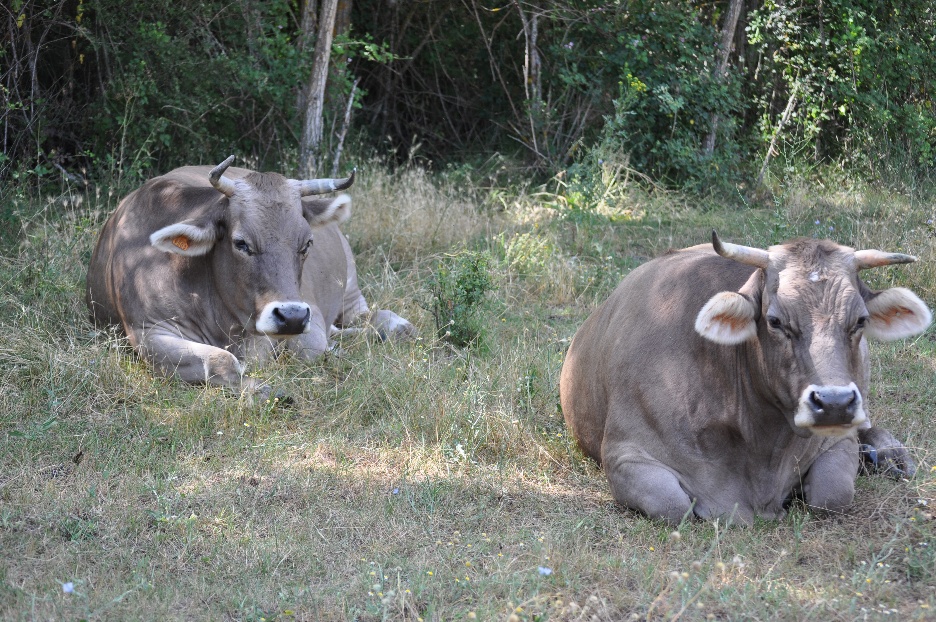 A couple of cows lying in the grass
AI-generated content may be incorrect.