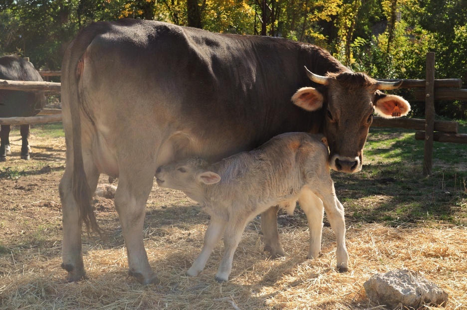 A cow and calf standing in hay
AI-generated content may be incorrect.