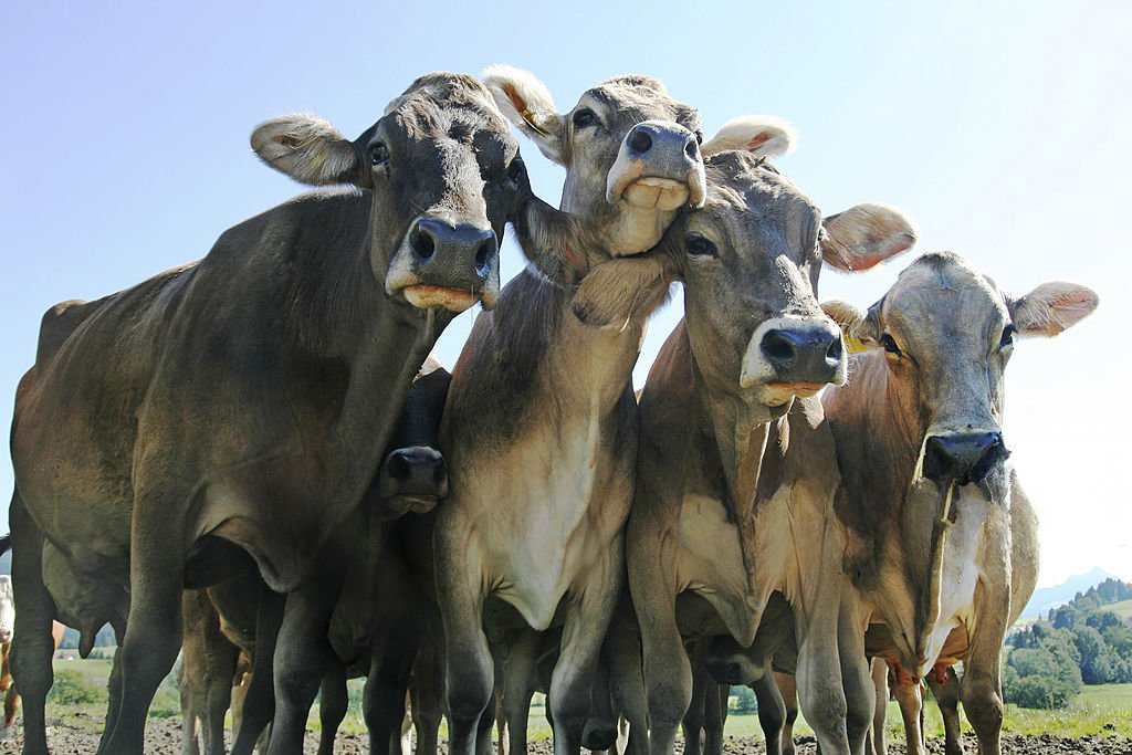 A group of cows standing together
AI-generated content may be incorrect.