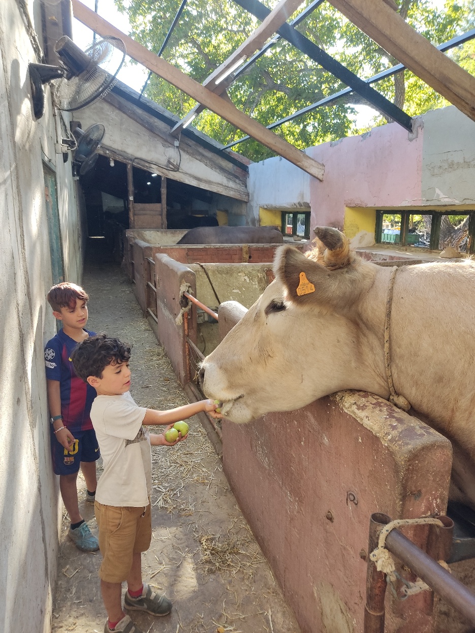 Two boys feeding a cow
AI-generated content may be incorrect.