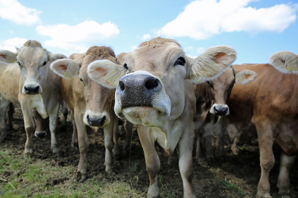 A group of cows standing in a field
AI-generated content may be incorrect.
