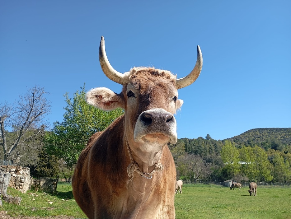A cow with horns standing in a field
AI-generated content may be incorrect.